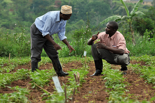 African Agricultural Team